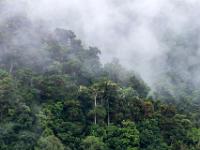 Bergwald oberhalb San Gerardo de Dota im Nebel